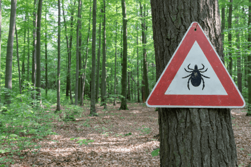 Lauke ne tik pramogos, bet ir erkės: erkinio encefalito pavojai ir atmintinė, kurią turėtų žinoti kiekvienas