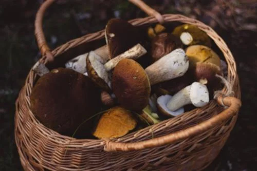 Grybų karas: kaip atpažinti apsinuodijimo simptomus