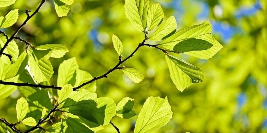 BENU vaistinių darbo laikas gegužės 1 d.